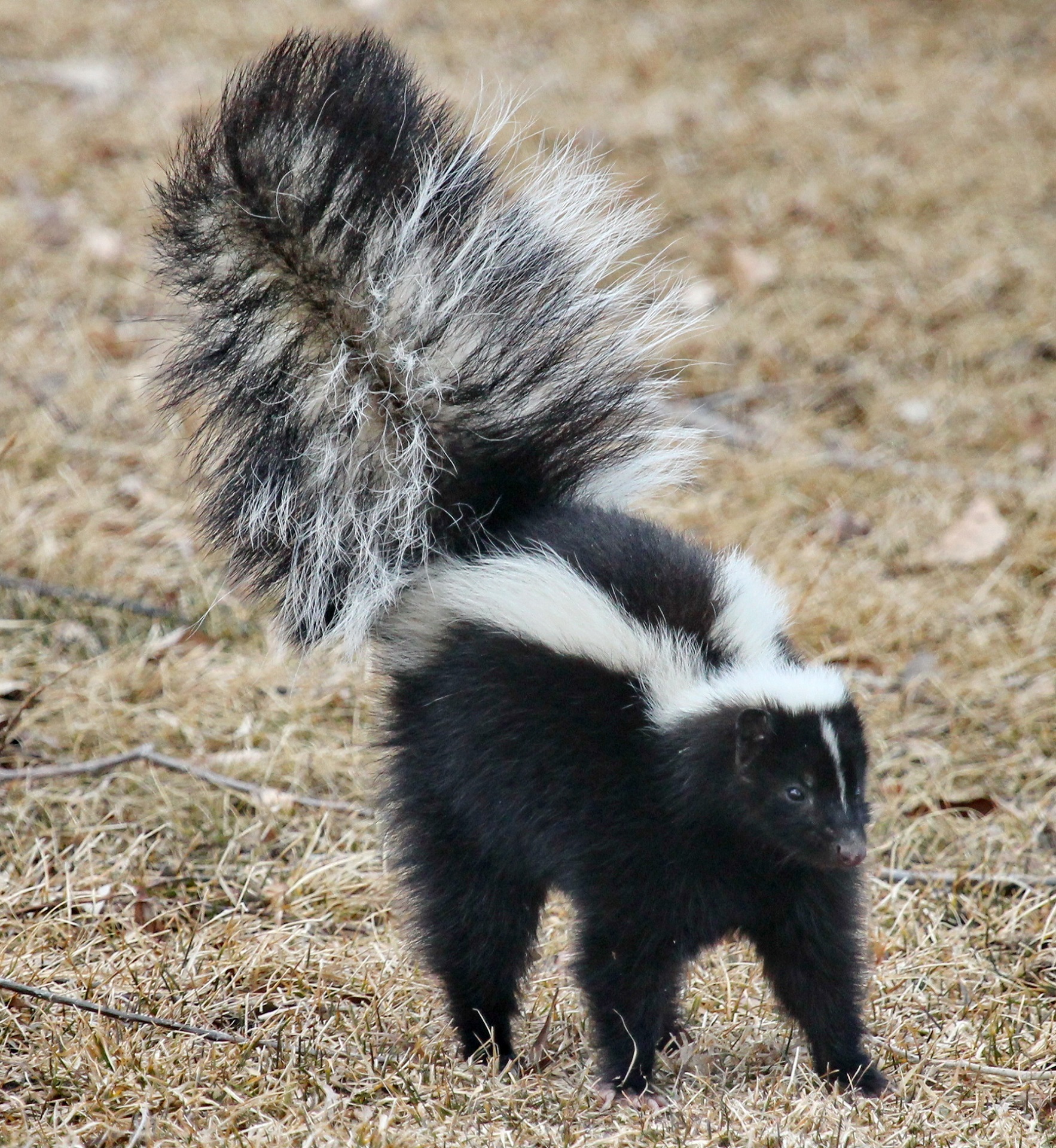 Remove Skunk Smell, 