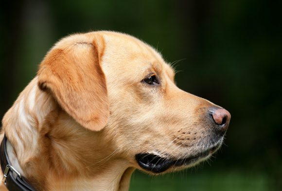 Natural Pet Odor Removal Technique