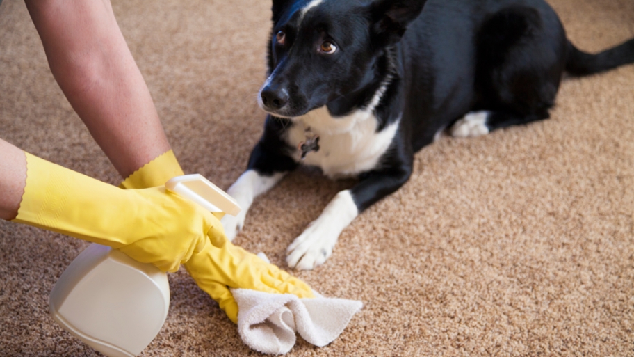 How To Remove Pet Pee Odor From Carpet